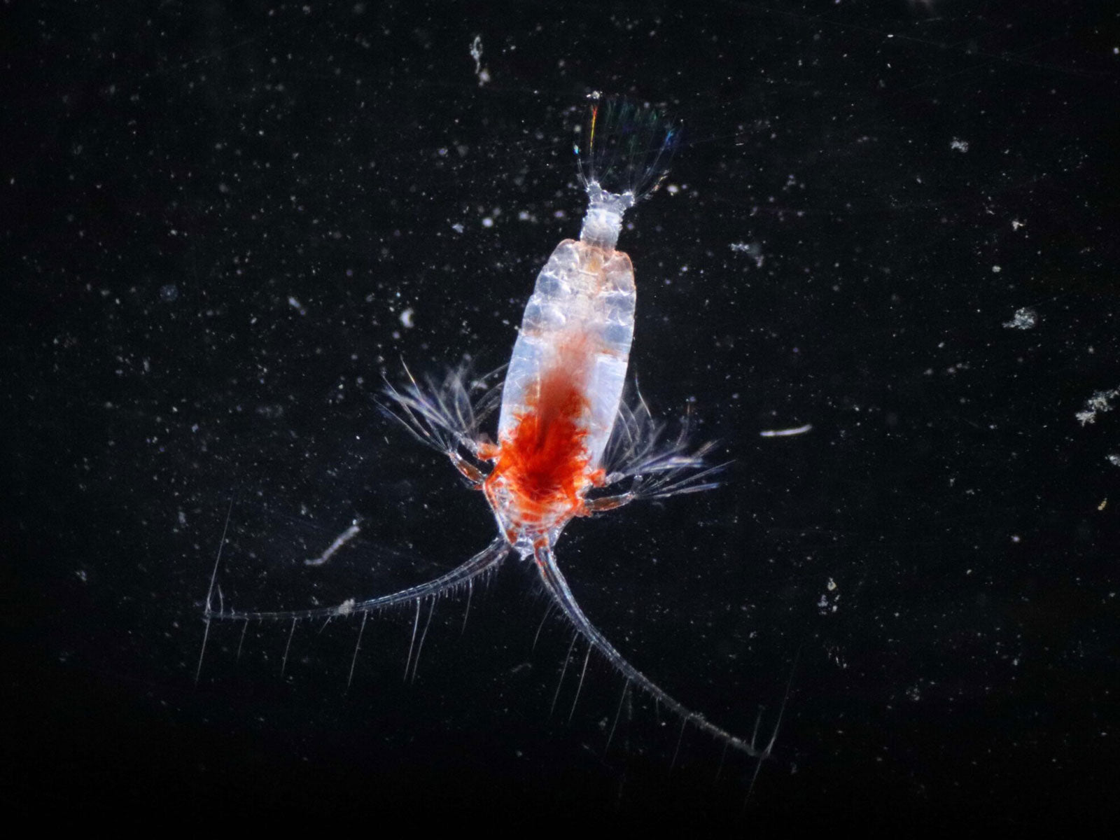 THE PLANKTON, AS IMPORTANT AS THE AIR WE BREATH