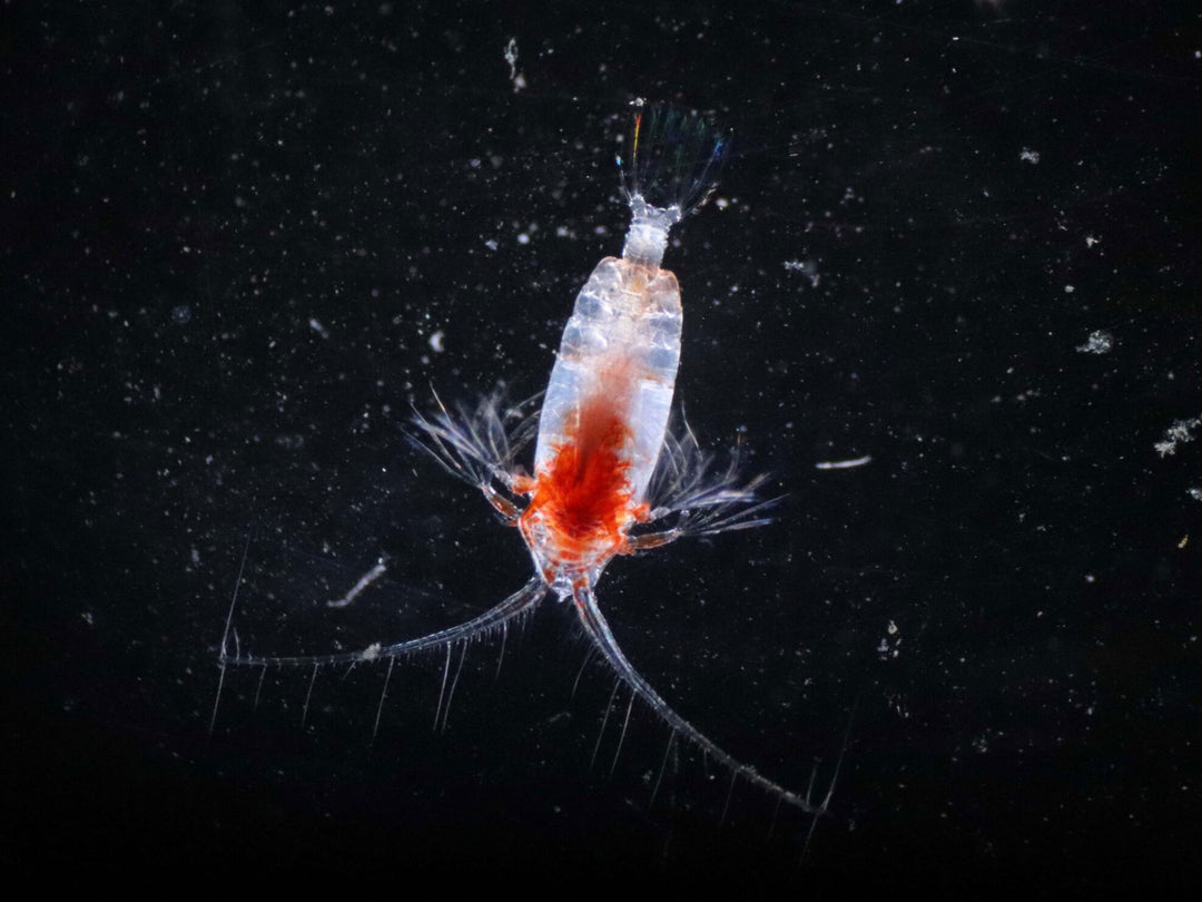 The plankton, as important as the air we breathe